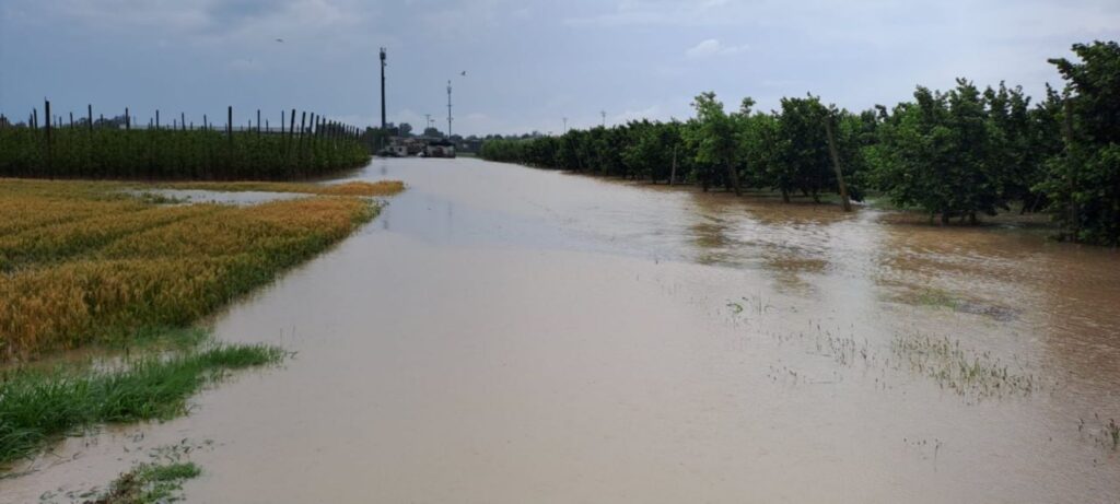 Maltempo Veneto Rovigo agricoltura