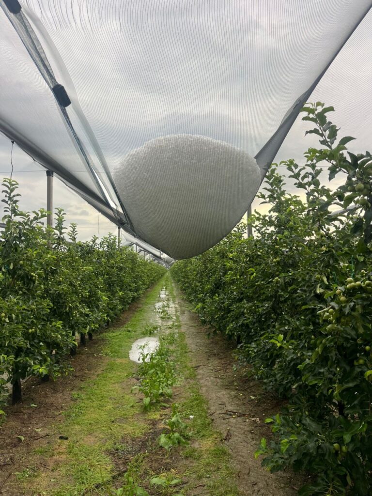 Maltempo Veneto Rovigo agricoltura
