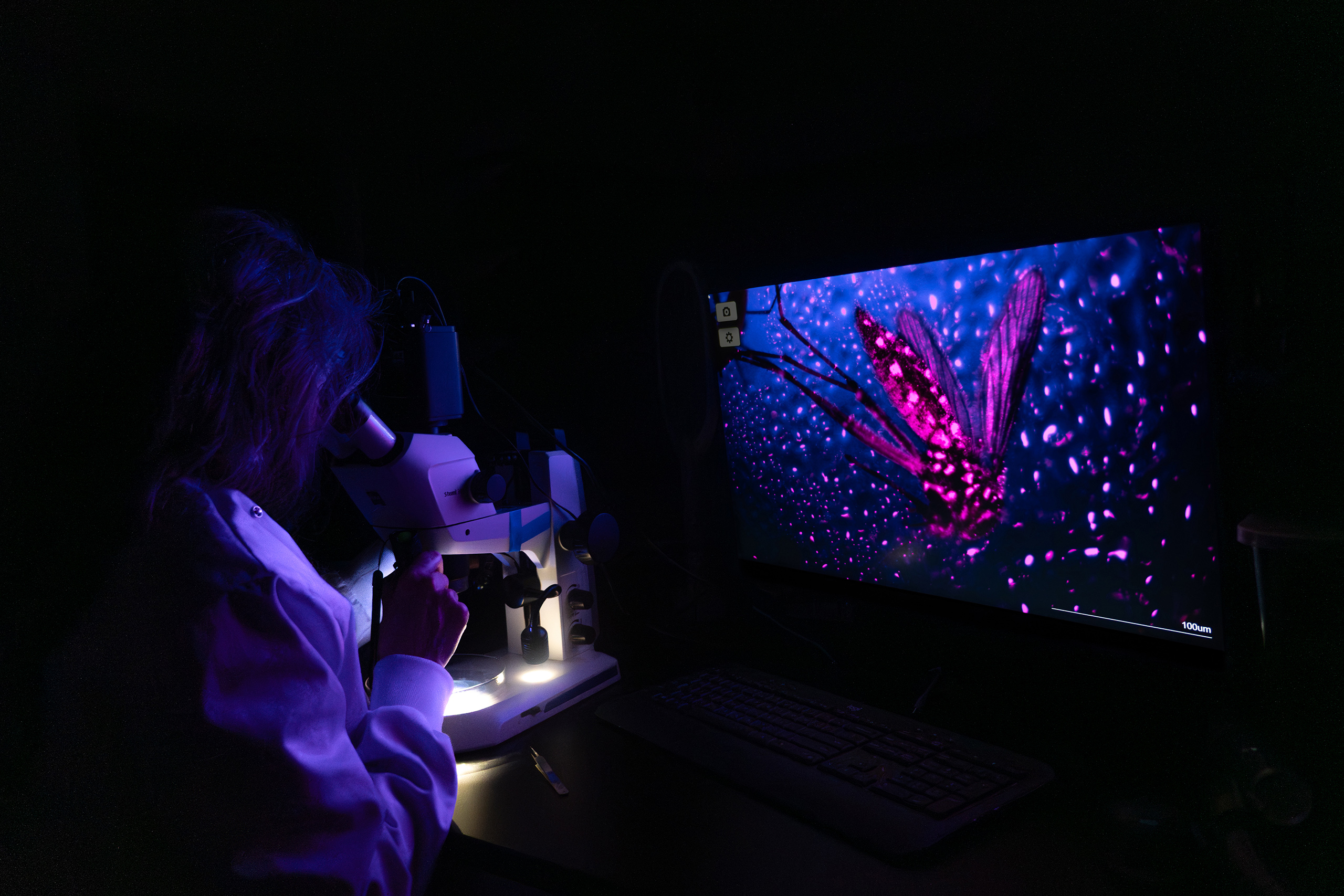 A scientist in a darkened room is seen from behind illuminated by the light from a microscope, while a fly specimen is seen enlarged on a screen in front of her.
