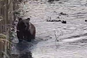 Orso marsicano fiume Castel di Sangro