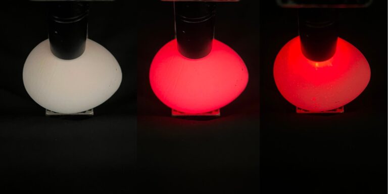 Studio pulcini