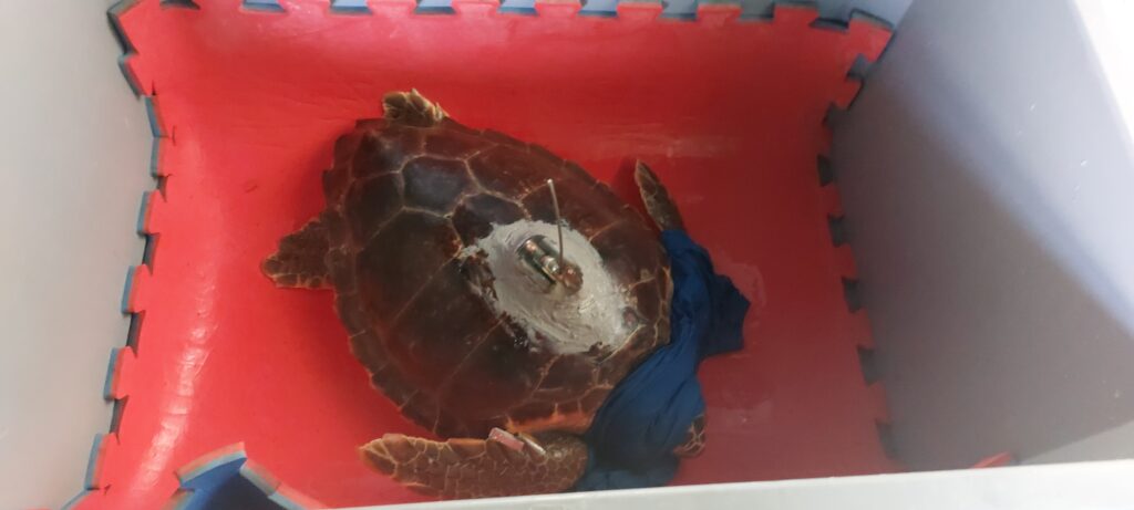 Tartarughe marine