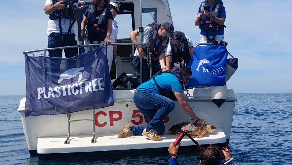 Tartarughe marine