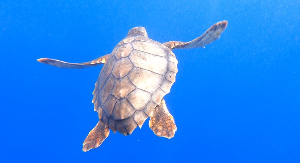 Tartarughe marine