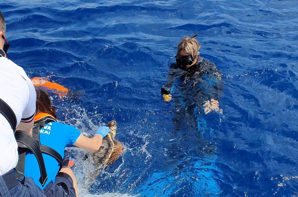 Tartarughe marine