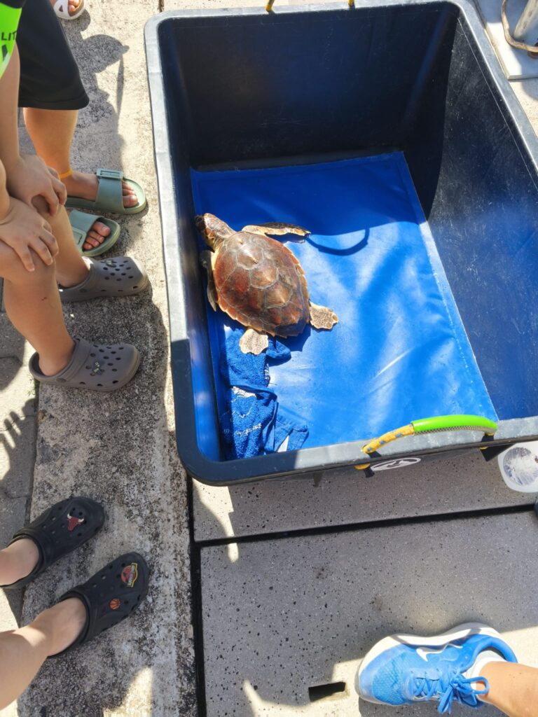 Tartarughe marine