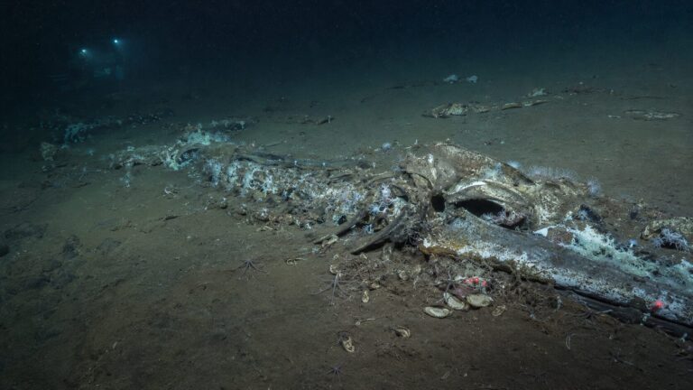 balene necropoli
