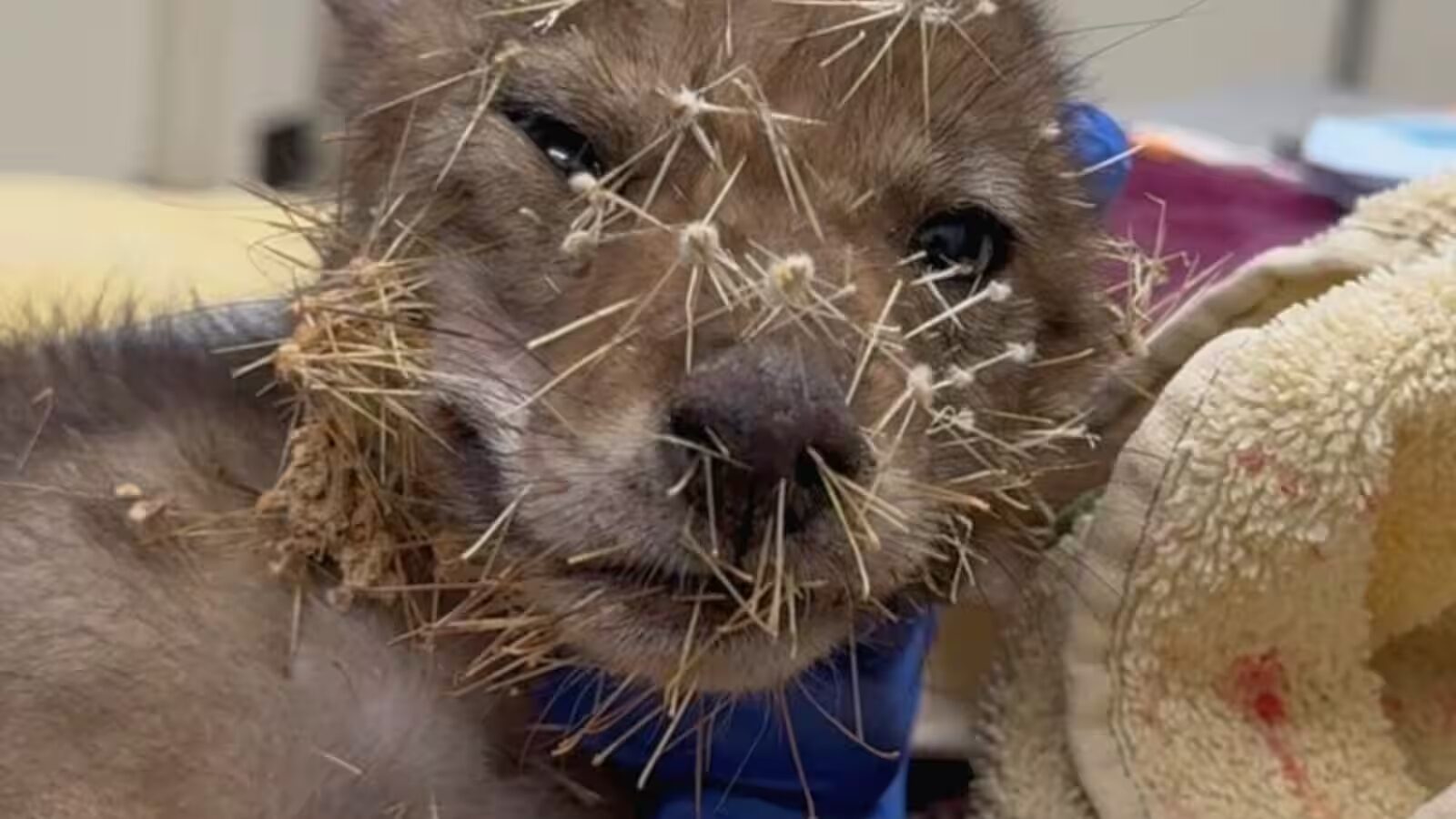 coyote cactus