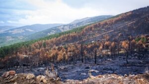 incendi foreste