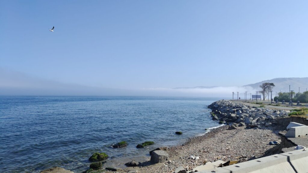 lupa di mare reggio calabria