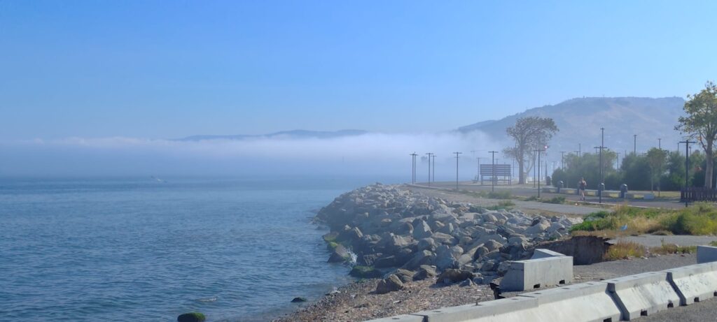 lupa di mare reggio calabria
