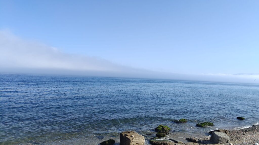 lupa di mare reggio calabria