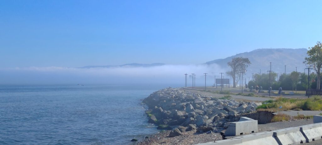 lupa di mare reggio calabria