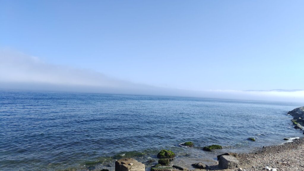 lupa di mare reggio calabria