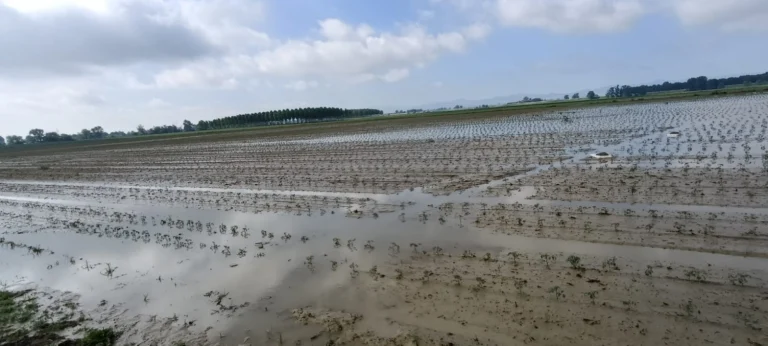 maltempo agricoltura