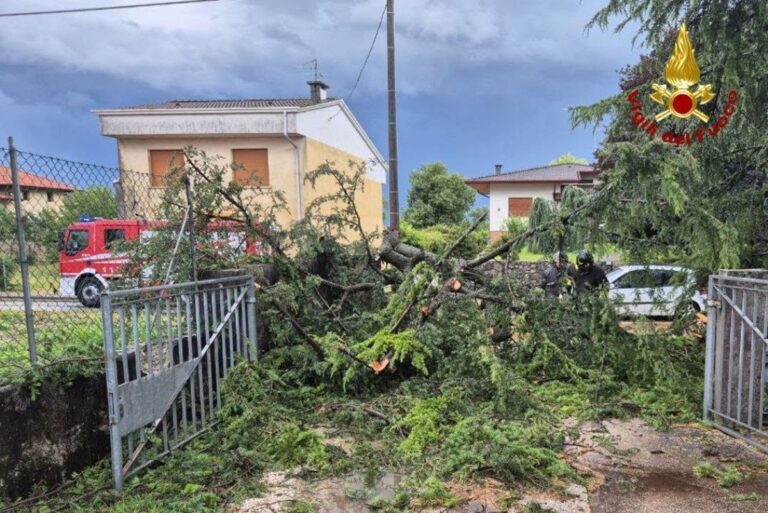 maltempo albero vento