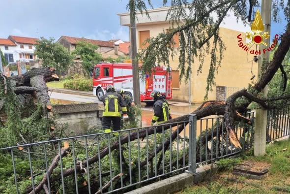 maltempo albero vento