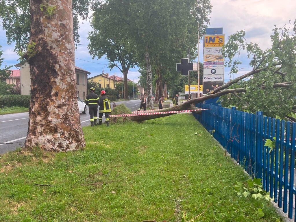 maltempo albero vento