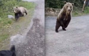 orso grizzly canada