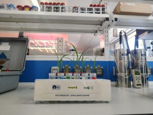 piantine Tersan Puglia