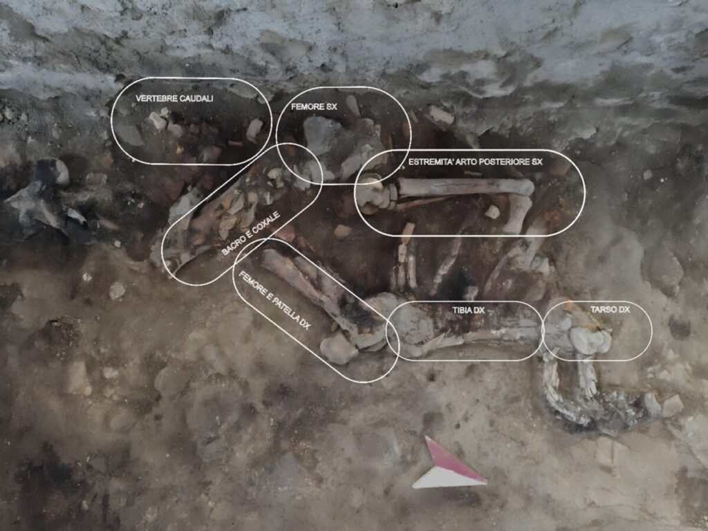 scoperta pompei equide casti amanti