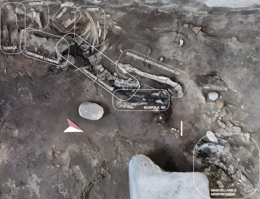 scoperta pompei equide casti amanti