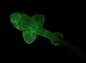 squalo fluorescente