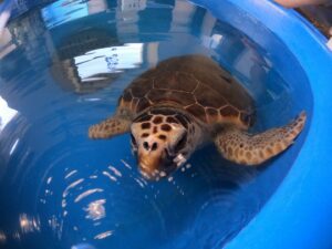 tartarughe marine Stazione Zoologica Anton Dohrn