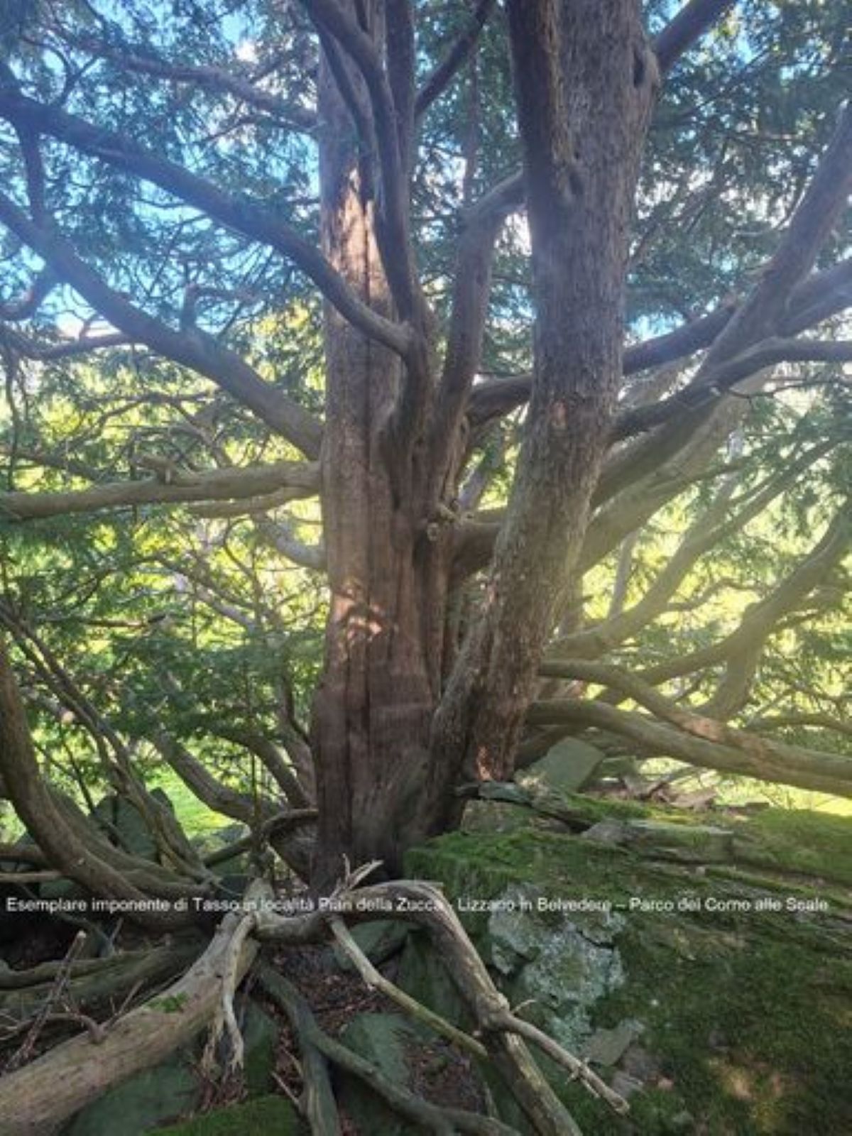 Alberi secolari