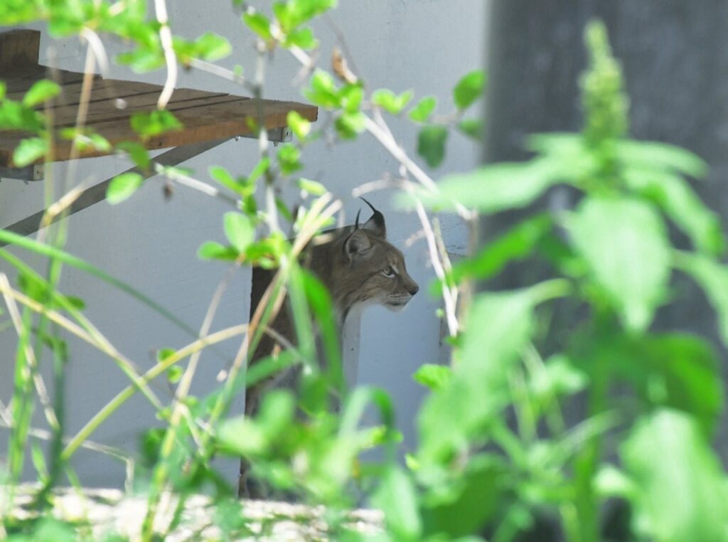 Bioparco Roma