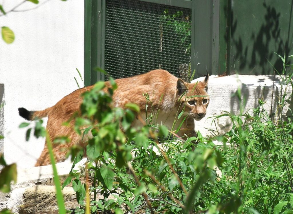Bioparco Roma