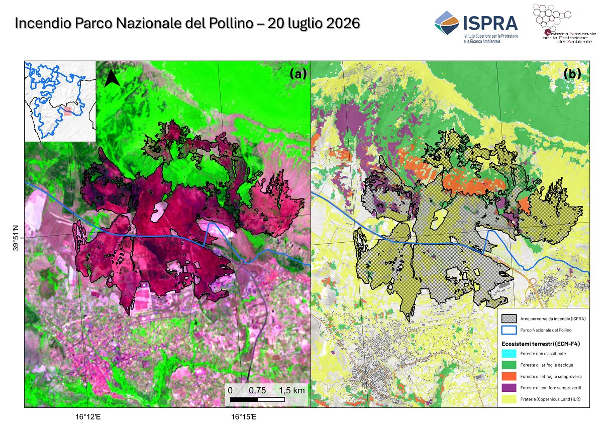 Incendio nel Parco Nazionale del Pollino. Nel pannello (a) è riportata un’immagine in falsi colori derivata da dati Sentinel-2A acquisiti il 25/07/2026. La vegetazione è rappresentata nelle tonalità del verde, mentre le aree percorse da incendio sono evidenziate nelle tonalità del rosso scuro. Nel pannello (b) sono mostrate l’area percorsa da incendio (poligono nero) e il perimetro del Parco Nazionale del Pollino (poligono azzurro). La figura contiene dati Copernicus modificati per le elaborazioni ISPRA – Centro Operativo Sorveglianza Ambientale