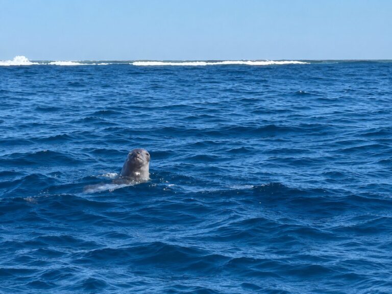Foca monaca