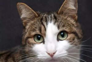 Gatto