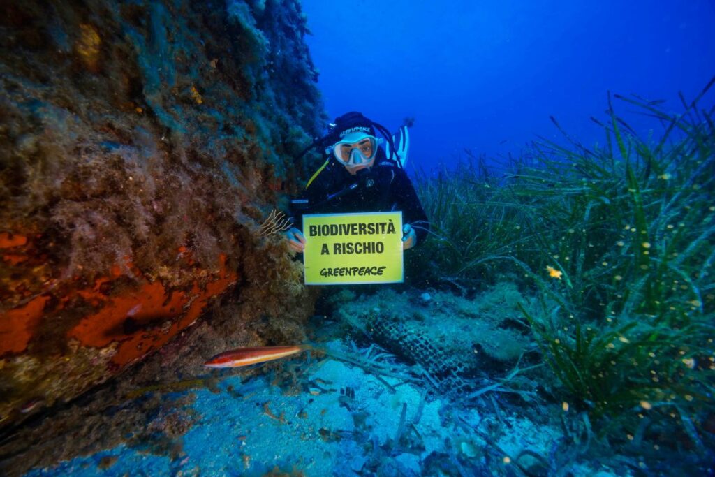 Mare Caldo Greenpeace