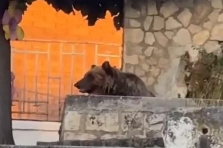 Orso bruno marsicano bagno fontana