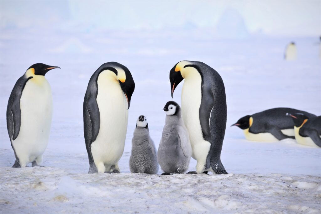 Pinguini Imperatore Antartide