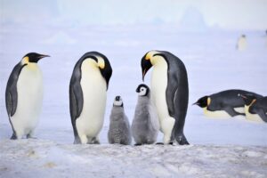 Pinguini Imperatore Antartide