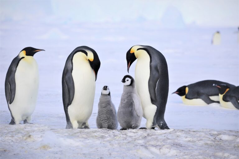 Pinguini Imperatore Antartide