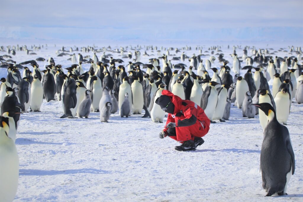 Pinguini Imperatore Antartide