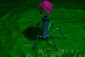 Virus