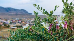 cappero pantelleria enea