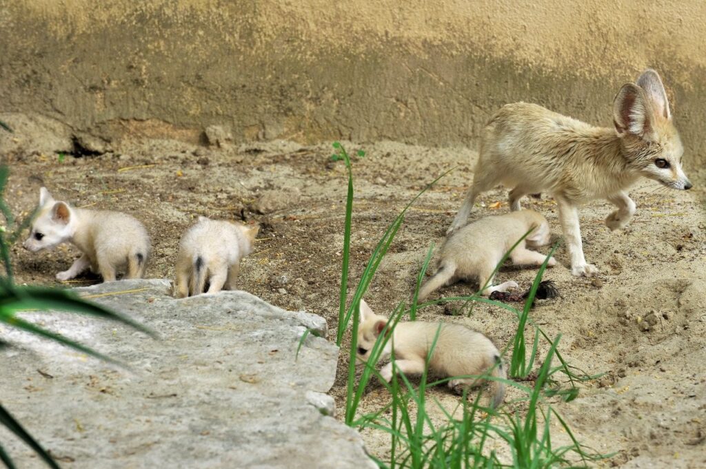 fennec bioparco roma