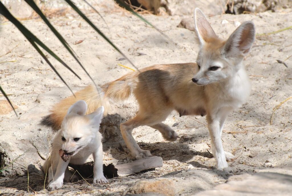 fennec bioparco roma