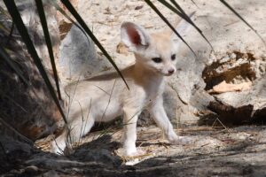 fennec bioparco roma