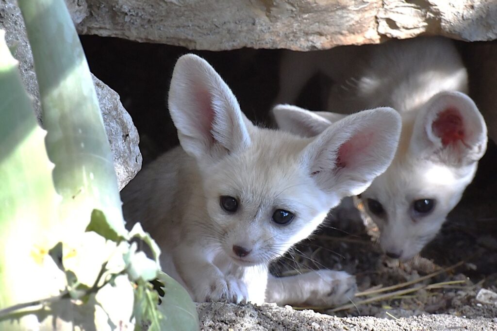 fennec bioparco roma