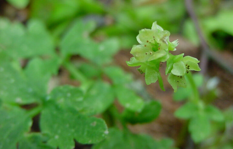 flora italiana