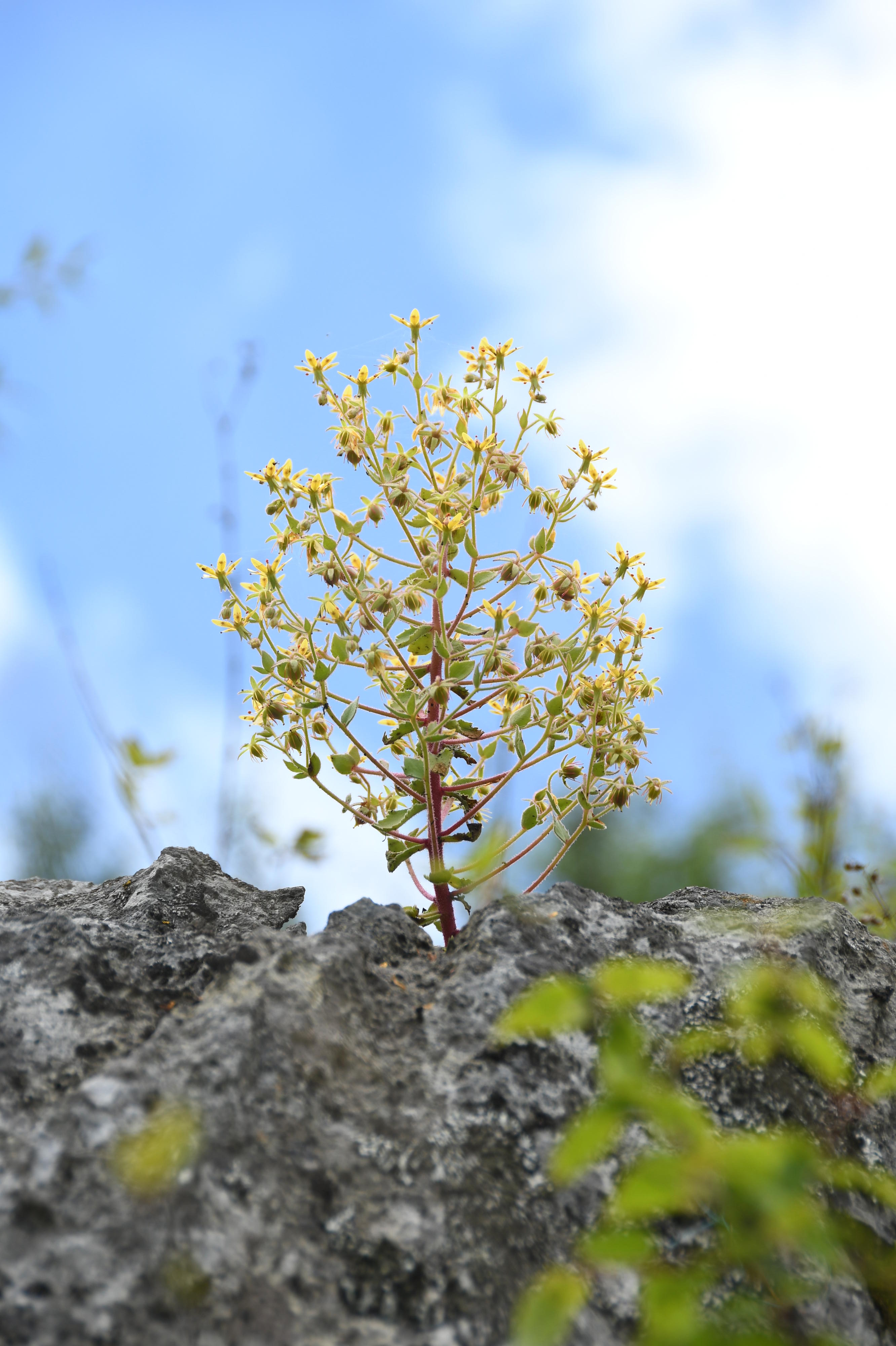 Un esemplare fiorito di Saxifraga candelabrum con numerosi insetti intrappolati dai suoi peli ghiandolari appiccicosi.Un esemplare fiorito di Saxifraga candelabrum con numerosi insetti intrappolati dai suoi peli ghiandolari appiccicosi.