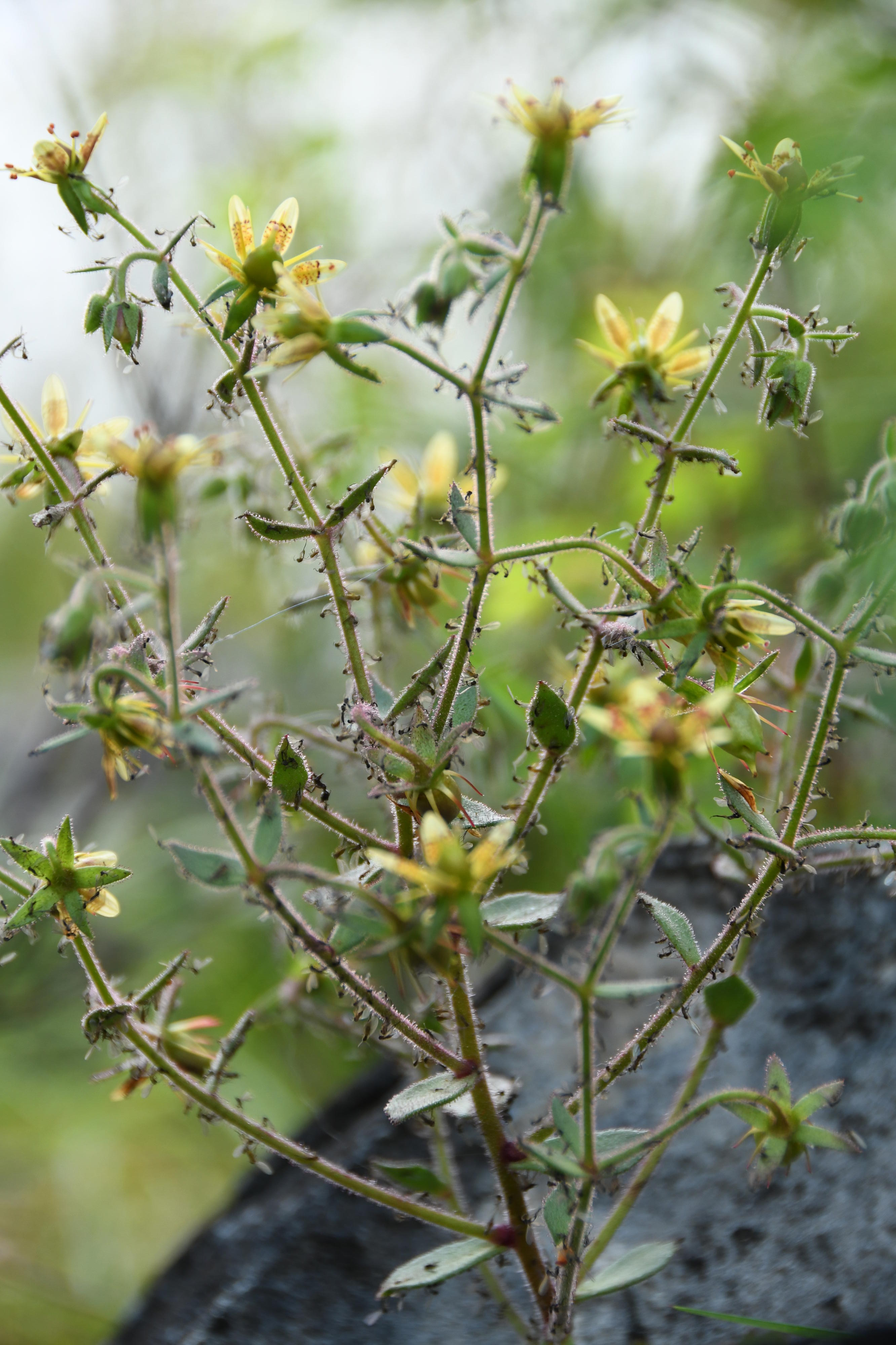 Saxifraga candelabrum che cresce nel suo habitat alpino naturale sull'altopiano del Qinghai-Tibet, sui monti Hengduan, in Cina