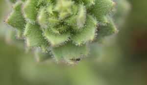 Peli ghiandolari appiccicosi sulla Saxifraga candelabrum che intrappolano le prede, gli insetti
